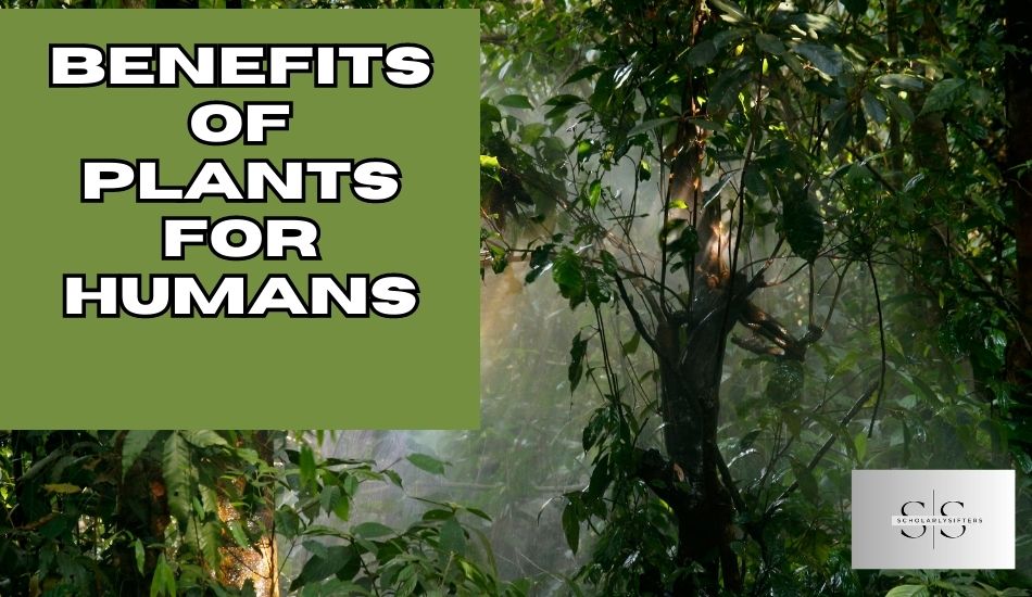 Benefits of Plants for Humans