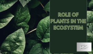 Role of Plants in the ECO System